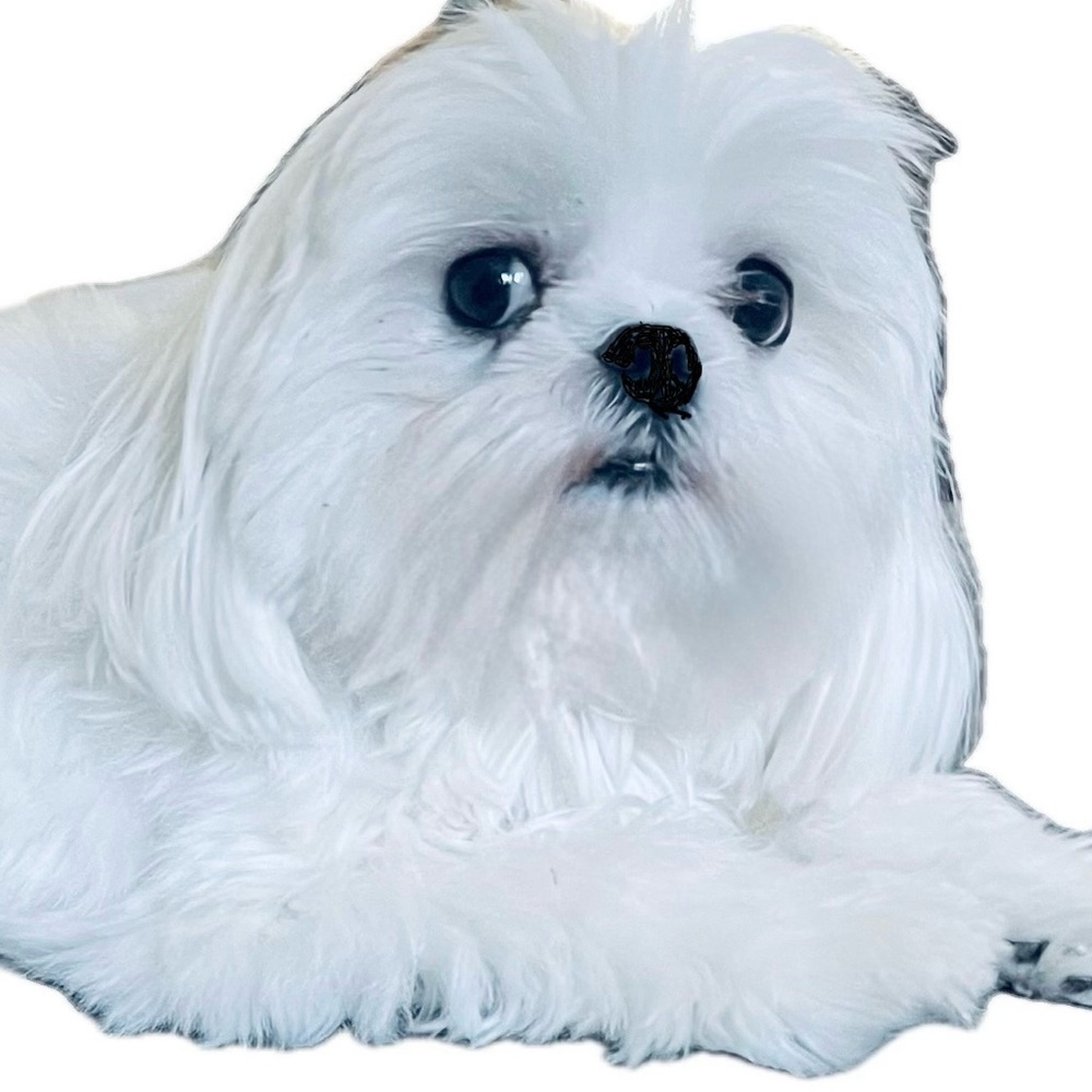 Meet your Posher, Sheriden!